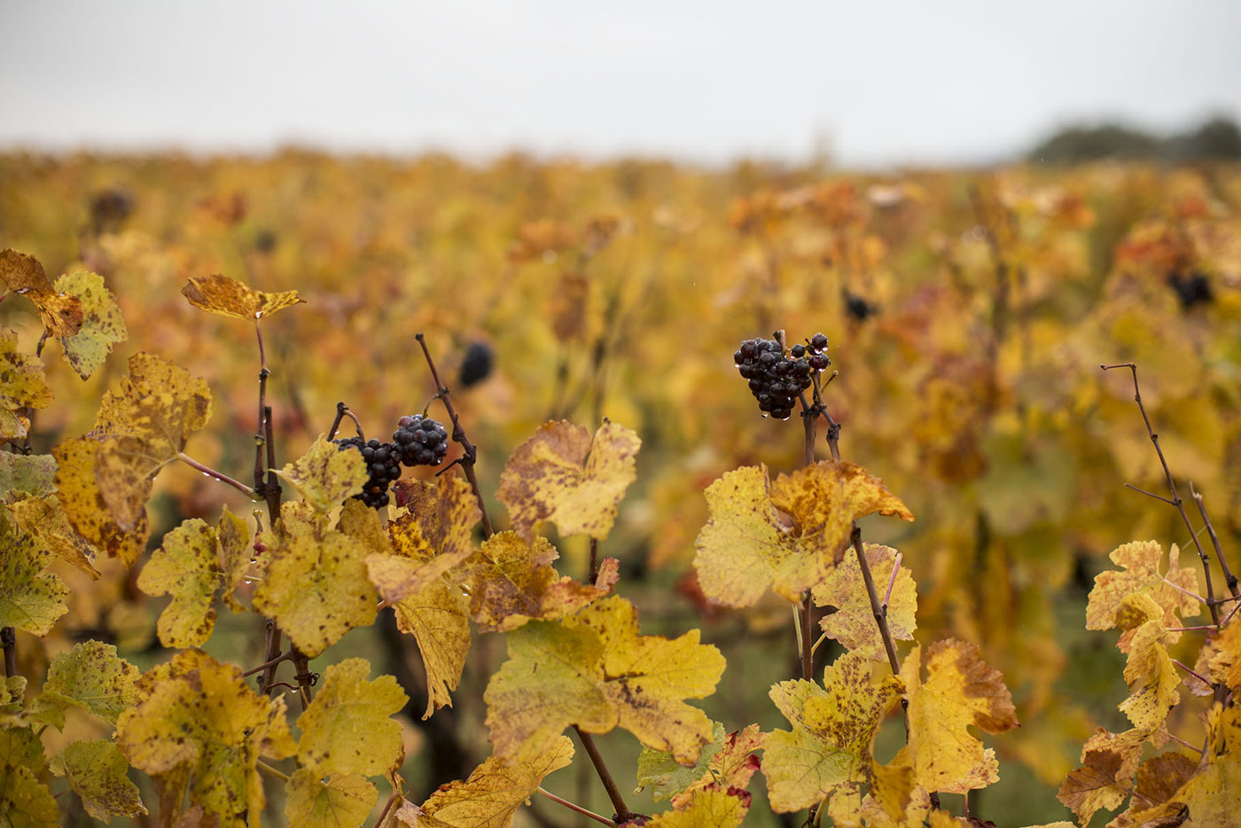 Vins d'exception du Portugal