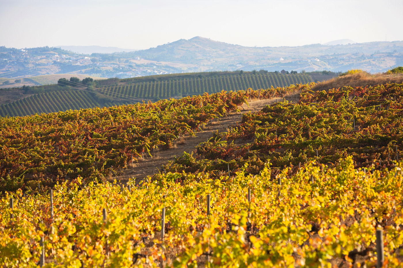 Quinta de Chocapalha - Vignoble Lisbonne Alenquer